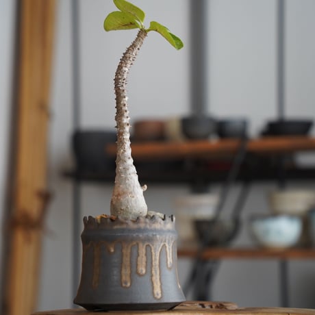 パキポディウム ウィンゾリー × 根本峻吾 作 S.N POT type.cylinder「 黑焰 - kokuen - 」3号 植木鉢 ［No.43］