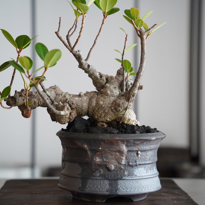 イボアコウ　盆栽　塊根 イボアコウ 盆栽 塊根 - メルカリ