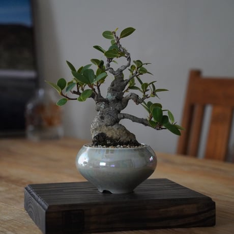 笠間焼 ロイ・マーティン Roy & Chiekoの大鉢 笠間焼 ロイ・マーティン Roy & Chiekoの大鉢