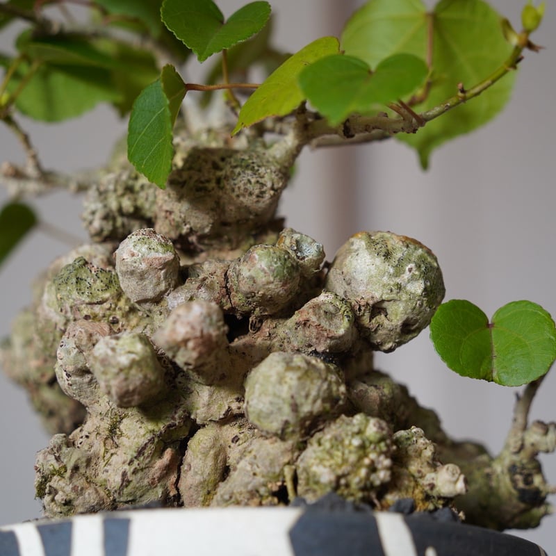 14］強イボオオハマボウ Hibiscus Tiliaceus × 沼野秀章 作「 黒二白