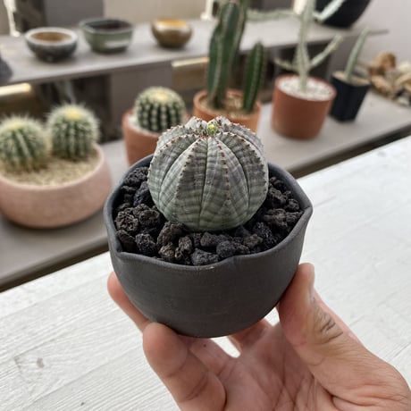 サバの実紋の六方鉢盆栽 工芸品 美術品 置物 クラフト盆栽美術館