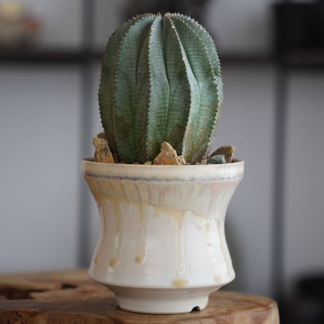 オベサ×ホリダ L ハイブリッド〈メス〉 × 杉山悠 作 4号 植木鉢 ［No.32］