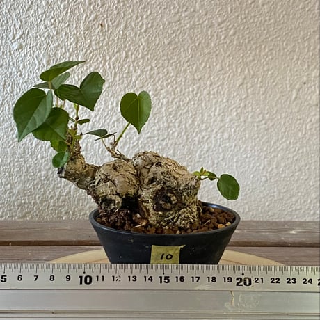 【最終値下げ】 沖縄オオハマボウ 索/塊根/イボ【氣まぐれセール】 沖縄オオハマボウ 索/塊根/イボ【氣まぐれセール】