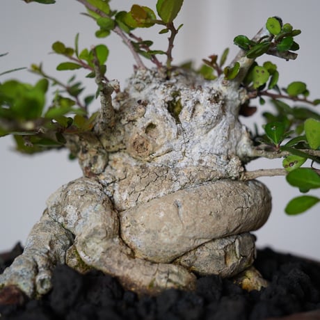 ［11］太幹ハリツルマサキ Gymnosporia diversifolia × なみひら陶房 「シーサー」6号鉢 やちむん
