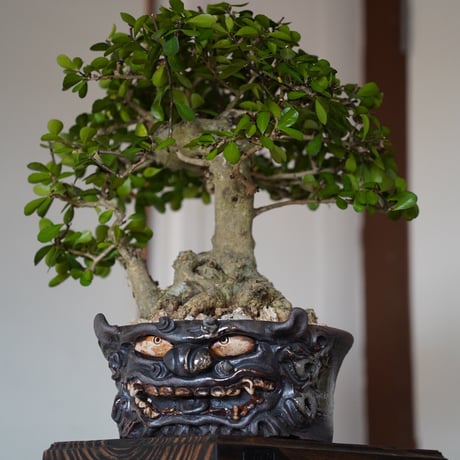 ［01］ハリツルマサキ Gymnosporia diversifolia × なみひら陶房 「シーサー/ 雄」7号鉢 やちむん