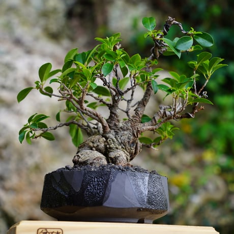 ［04］微イボ ガジュマル Ficus microcarpa × 穂高隆児「 暁 - AKATSUKI - 」5号鉢