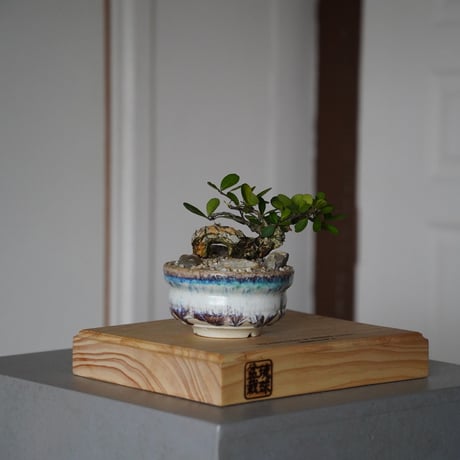CATEGORY 琉球盆栽 - ryukyu bonsai - | 陶賊 -TOUZOKU- CATEGORY 琉球盆栽 - ryukyu bonsai - | 陶賊 -TOUZOKU-