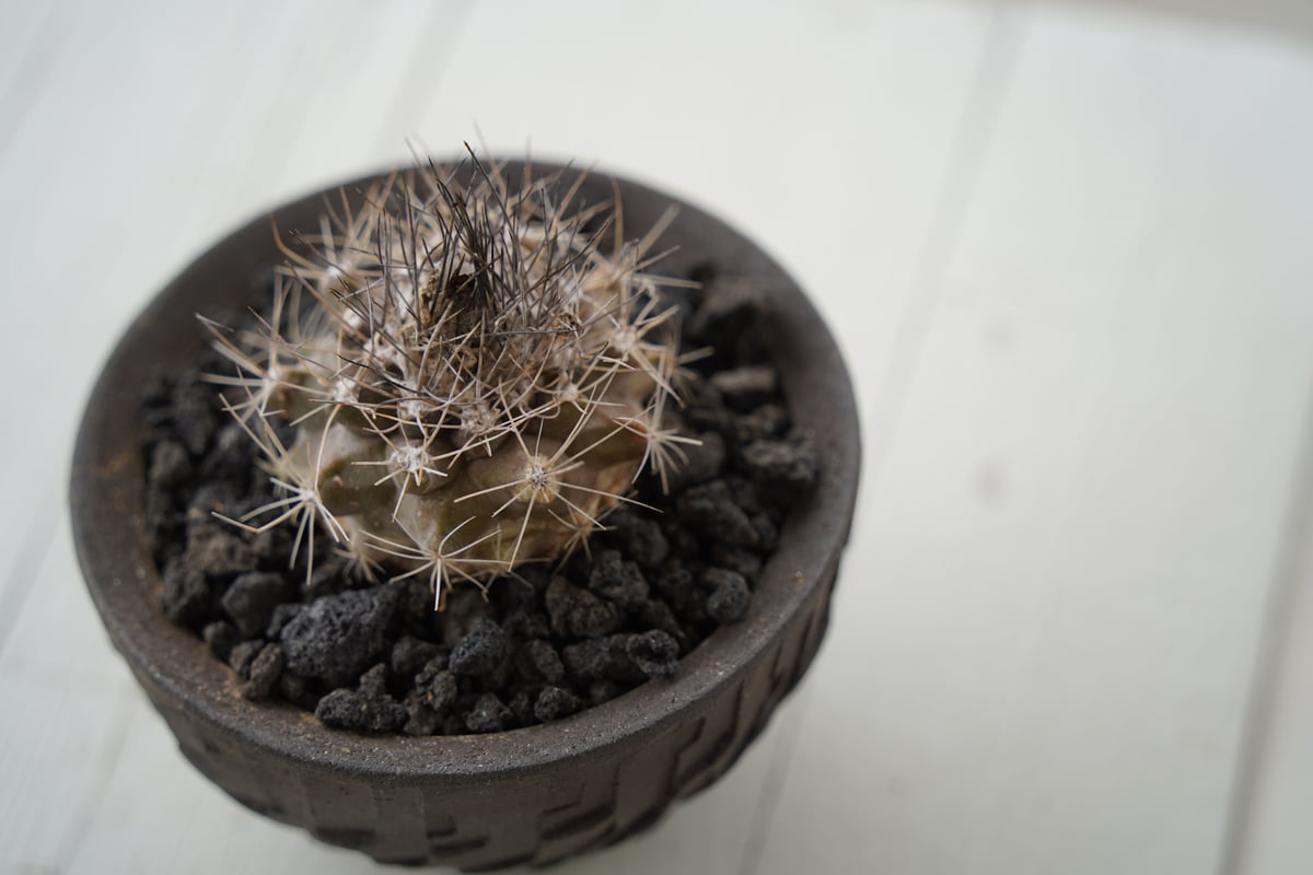 コピアポア フミリス × 沼野秀章 作 「black wrap」 3号 植木鉢 ［No.0