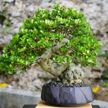 ［02］駝鳥 ハリツルマサキ Gymnosporia diversifolia ×  穂高隆児「 暁 - AKATSUKI - 」7号鉢