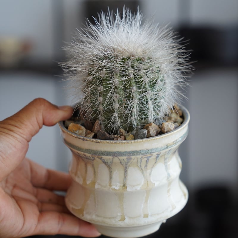 コピアポア クラインジアナ 雷血丸 × 杉山悠 作 3.5号 植木鉢 ［No.06