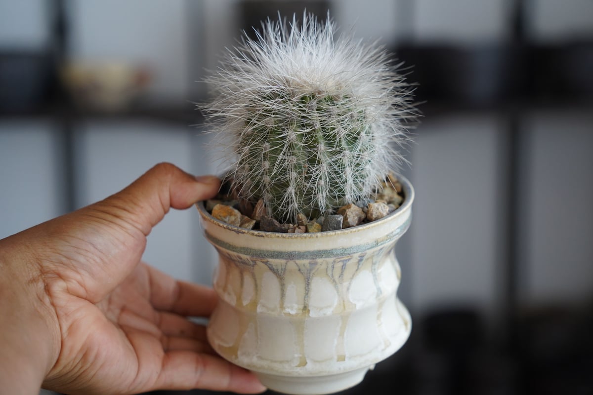 コピアポア クラインジアナ 雷血丸 × 杉山悠 作 3.5号 植木鉢 ［No.06