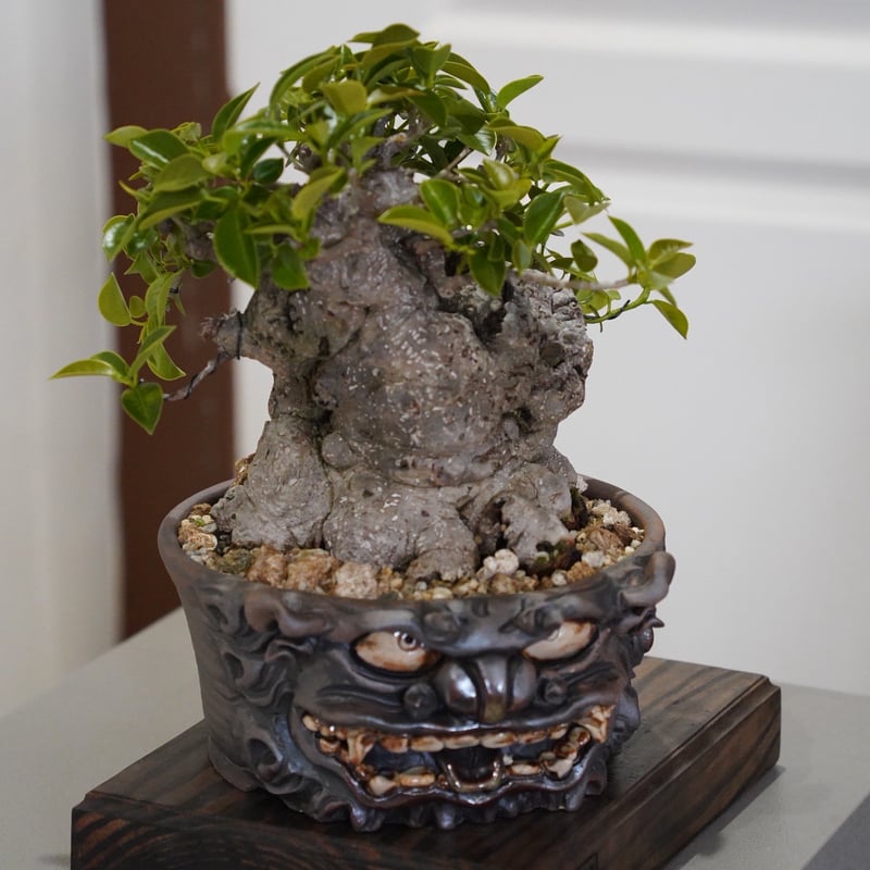 - 琉球鉢 CATEGORY 琉球盆栽　塊根植物　作家鉢　シーサー　入手困難 獅子の顔の植木鉢 シーサーとハブ bonsai -TOUZOKU- 陶賊 | - 鉢・プランター