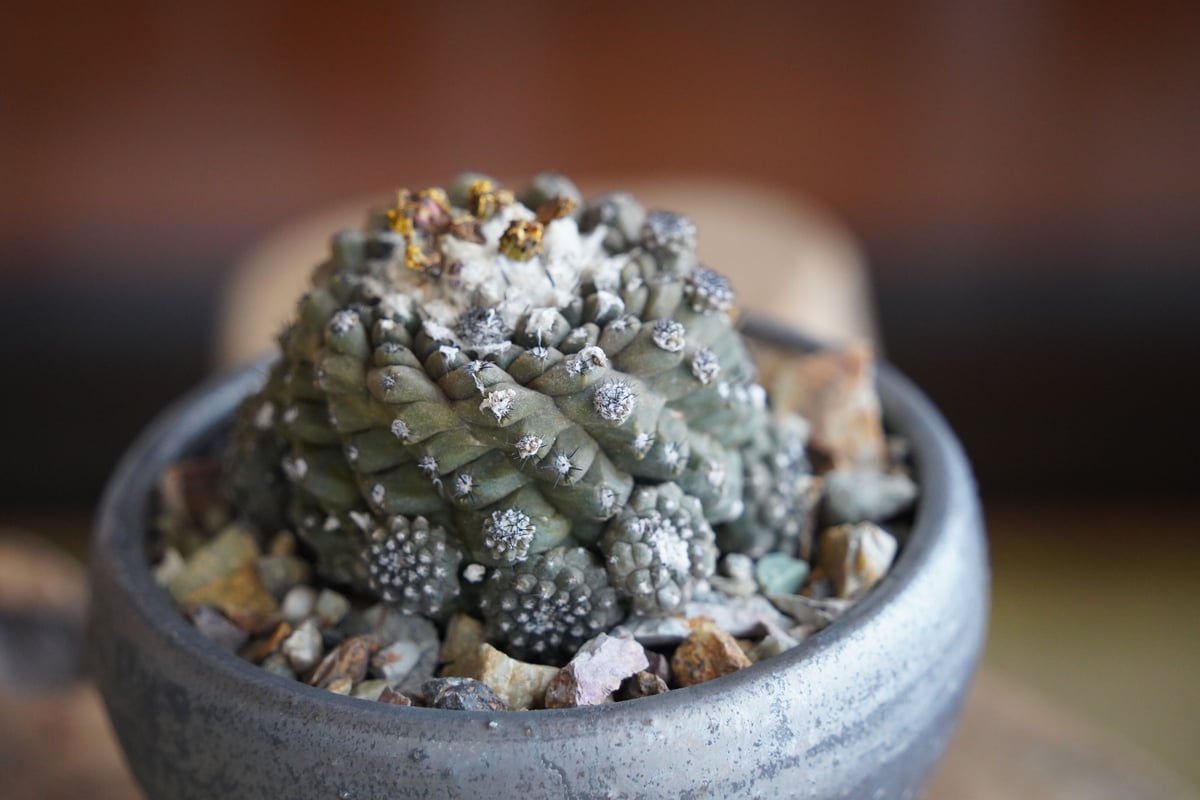 コピアポア ヒポガエア 仔株付 × 松野然 作「ZEN」3号 植木鉢 ［No.03