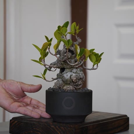 陶賊 -TOUZOKU- bonsai & pottery