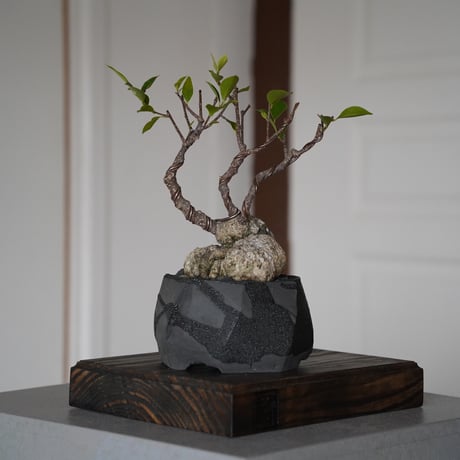 CATEGORY ガジュマル | 陶賊 -TOUZOKU- bonsai & pottery CATEGORY ガジュマル | 陶賊 -TOUZOKU- bonsai & pottery