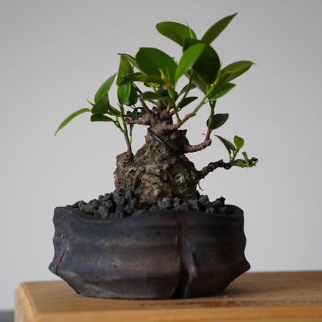 ［20］美幹 ドワーフガジュマル Ficus microcarpa × 沼野秀章「 black wrap 」3.5号鉢  笠間焼