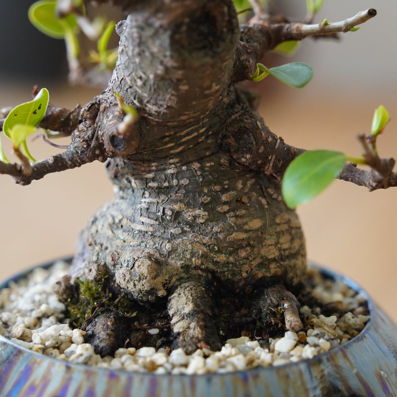 03］模様木ガジュマル Ficus microcarpa × 坂本新 「 LUSTER /