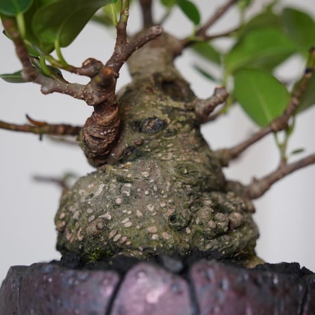 ［31］美形 微イボ ガジュマル Ficus microcarpa × 沖誠 作「 Rivet / Round」3号鉢