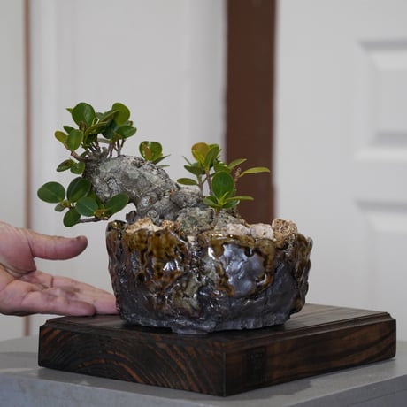 盆栽植木鉢 楽天市場】【15%OFF】 和鉢 盆栽 ミニ盆栽 [172-152] 植木鉢 和風 陶器