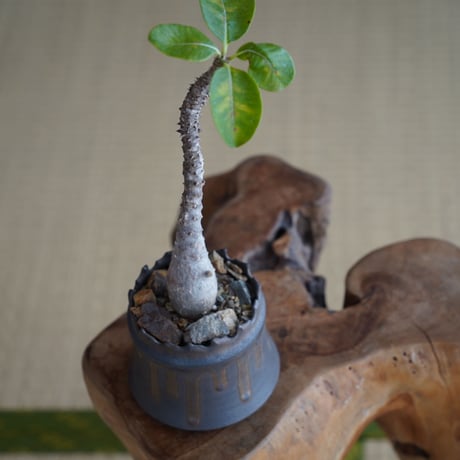 パキポディウム ウィンゾリー × 根本峻吾 作 S.N POT type.cylinder「 黑焰 - kokuen - 」3号 植木鉢 ［No.43］