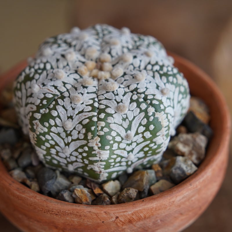 ミラクルスーパー兜 スーパーアロー 実生成球 特選 サボテン