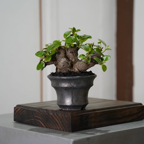 陶賊 -TOUZOKU- bonsai & pottery