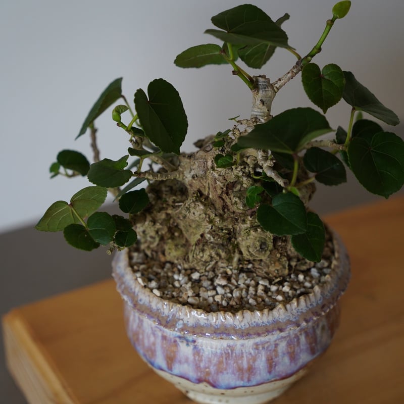 35］イボオオハマボウ Hibiscus Tiliaceus × 磯部祐介「 円彩 」3.