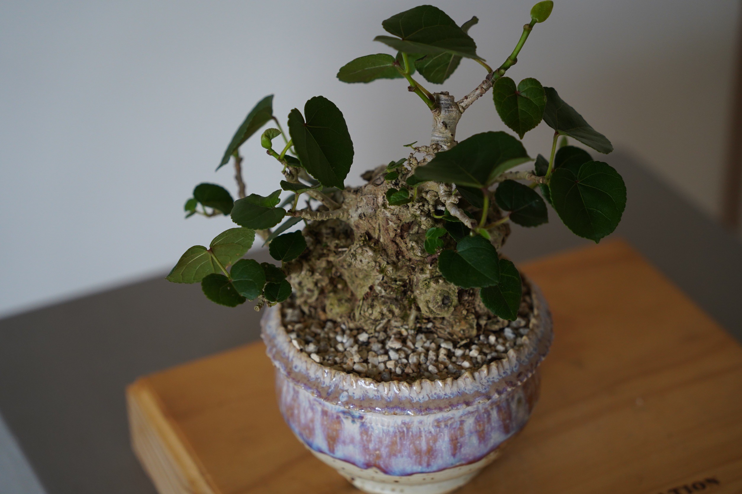 35］イボオオハマボウ Hibiscus Tiliaceus × 磯部祐介「 円彩 」3.