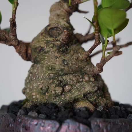 ［31］美形 微イボ ガジュマル Ficus microcarpa × 沖誠 作「 Rivet / Round」3号鉢