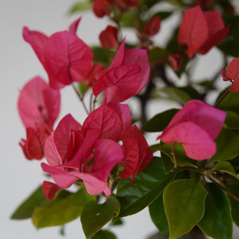 09］ブーゲンビリア レッド Bougainvillea × 沖誠「 Bark / uppe