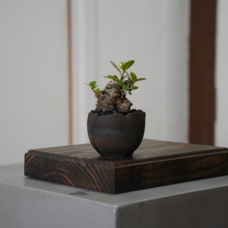 陶賊 -TOUZOKU- bonsai & pottery