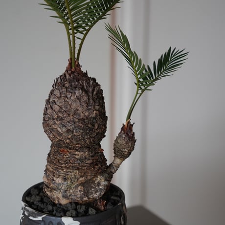 ［61］姫ソテツ Cycas revoluta × 根本峻吾 S.N POT type.round「鐡 - 堕天黒 - 」4号鉢 笠間焼