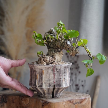 沖縄盆栽 | STORES