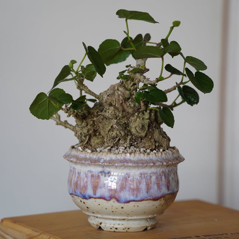 マ*ー様 イボオオハマボウ 盆栽 塊根植物 35］イボオオハマボウ Hibiscus Tiliaceus × 磯部祐介「 円彩 」3.