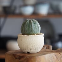 ユーフォルビア オベサ 美形 φ8cm〈メス〉 × 與那嶺大輔 作「琉球飛び鉋 白」3号 植木鉢 ［No.39］