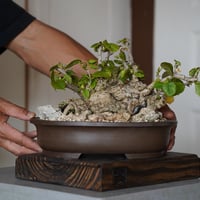 ［67］大株 扁平オオハマボウ 7号鉢 / Hibiscus Tiliaceus