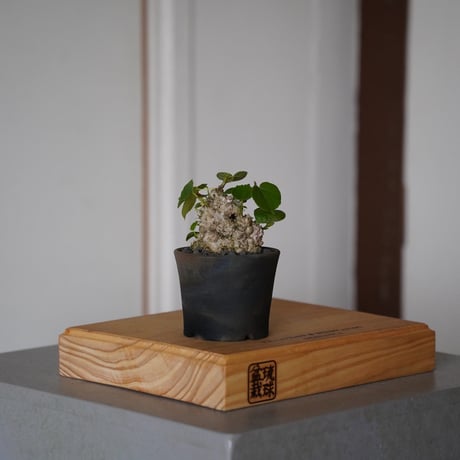 CATEGORY オオハマボウ(ユウナ) | 陶賊 -TOUZOKU- bonsai & po CATEGORY オオハマボウ(ユウナ) | 陶賊 -TOUZOKU- bonsai & po