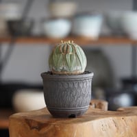 ユーフォルビア オベサ モンスト φ7cm〈オス〉 × 與那嶺大輔 作「琉球飛び鉋」3号 植木鉢 ［No.40］