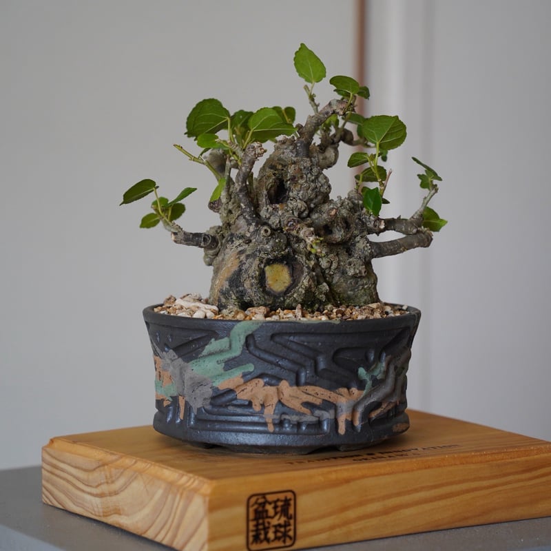 オオハマボウ極太小品盆栽 04］太幹オオハマボウ Hibiscus Tiliaceus × 根本峻吾 「鐡