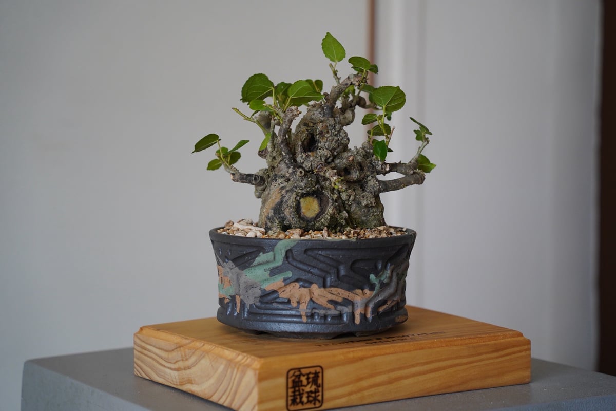 オオハマボウ　太幹　塊根植物　アカザカズラ　イボ肌　珍奇植物 オオハマボウ 太幹 塊根植物 アカザカズラ イボ肌 珍奇植物