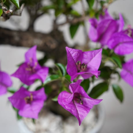 ［91］ブーゲンビリア Bougainvillea ×  根本峻吾「 鐡 - 堕天 - 」3.5号 長鉢 笠間焼