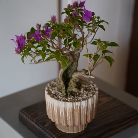 ［08］ブーゲンビリア パープル Bougainvillea × 中野明彦「 KIRIKO 」4号鉢 笠間焼