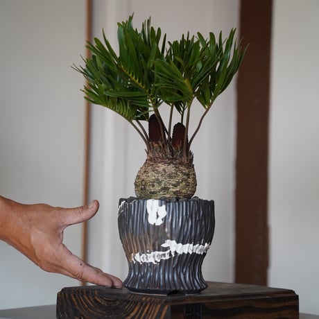 メキシコソテツ | STORES