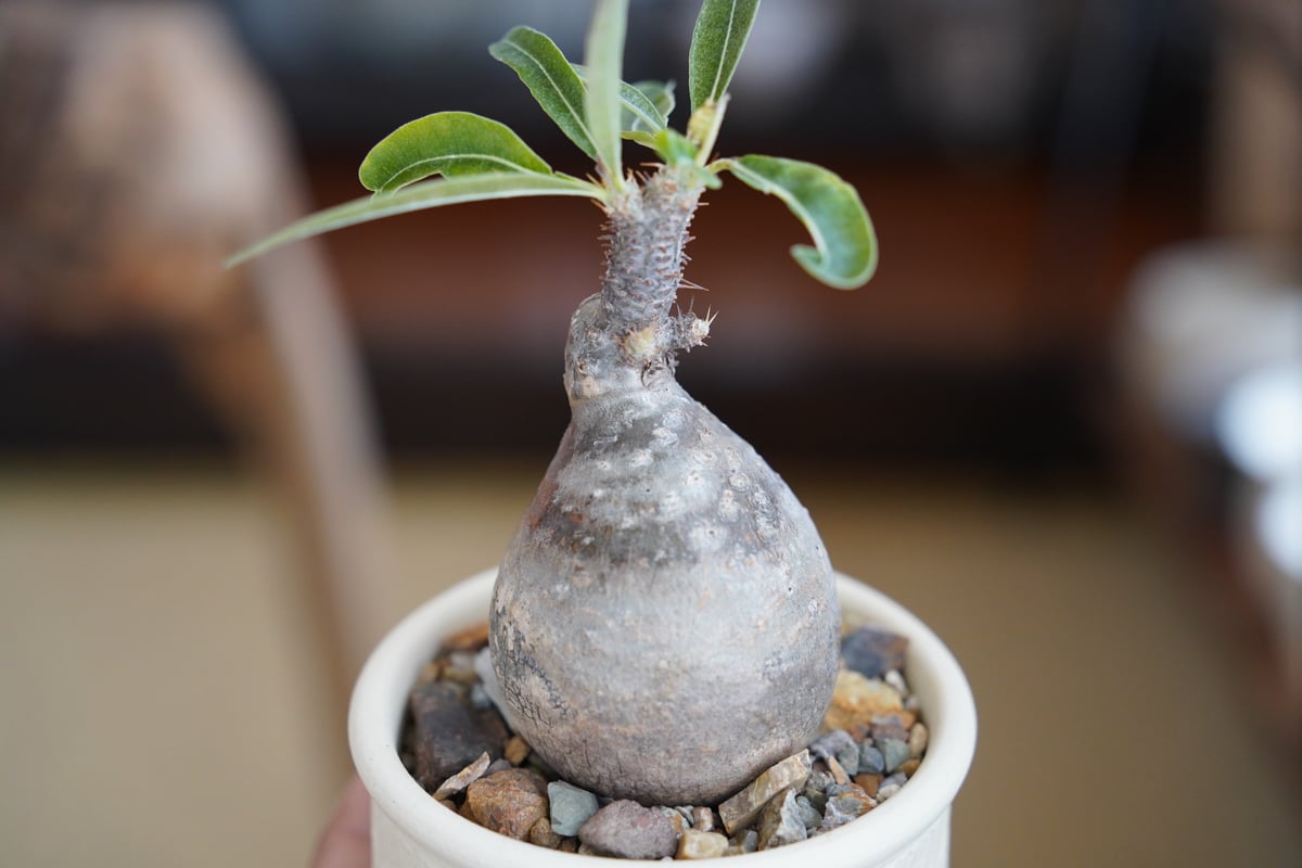 パキポディウム グラキリス × 與那嶺大輔 作「琉球飛び鉋 / 白