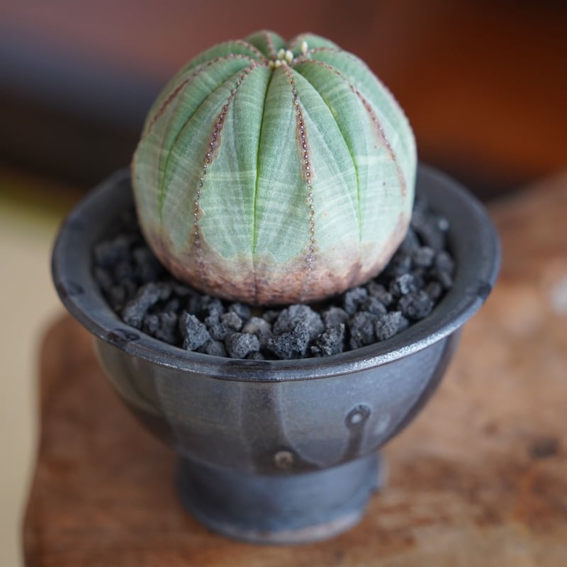 ユーフォルビア オベサ 木質化 メス φ7cm × naka. 作「BLACK ユーフォルビア オベサ 木質化 メス φ7cm × naka. 作「BLACK