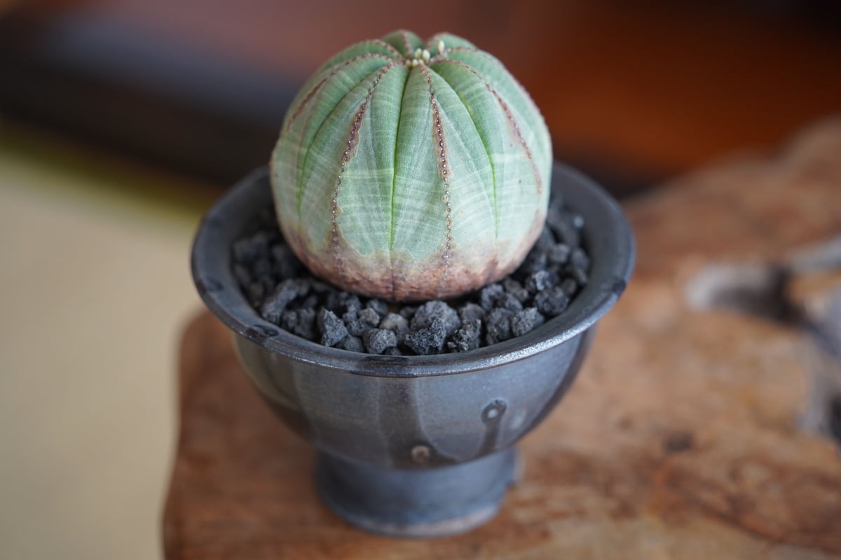 ユーフォルビア オベサ 木質化 メス φ7cm × naka. 作「BLACK ユーフォルビア オベサ 木質化 メス φ7cm × naka. 作「BLACK