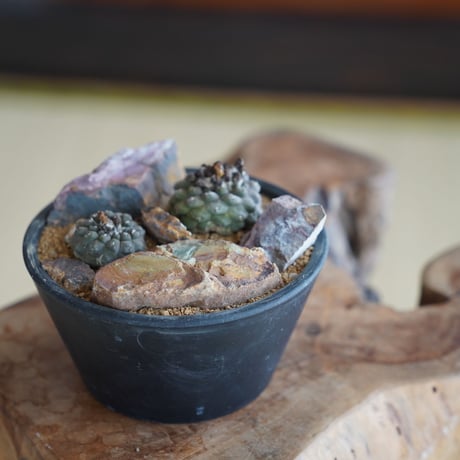 CATEGORY コピアポア - Copiapoa - | 陶賊 -TOUZOKU- bons