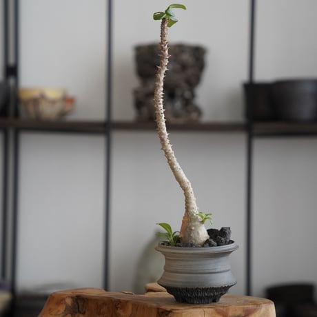 CATEGORY パキポディウム - Pachypodium - | 陶賊 -TOUZOKU-