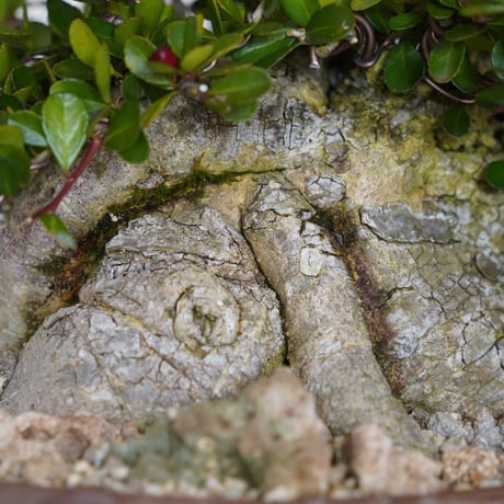 ［64］大株 ハリツルマサキ Gymnosporia diversifolia × なみひら陶房 「シーサー」7号鉢 やちむん