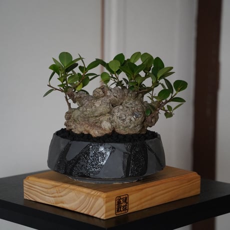 ［12］大福ガジュマル Ficus microcarpa × 穂高隆児 「 暁 」6号鉢 笠間焼